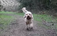 A photo of a working dog