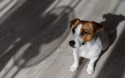 A photo of a working dog