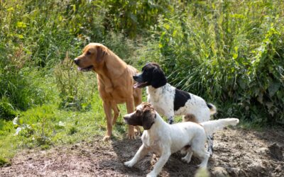 A photo of a working dog