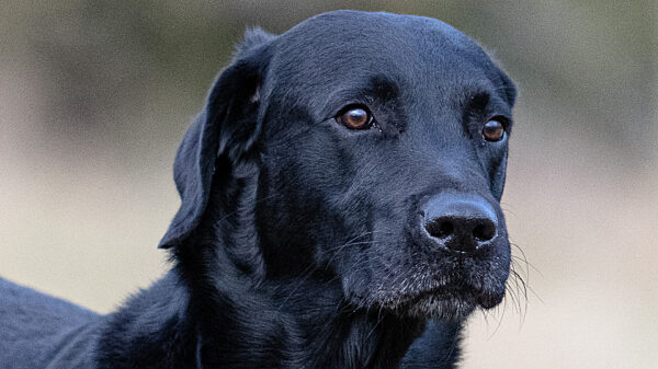 A photo of a working dog